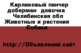 Карликовый пинчер доберман( девочка) - Челябинская обл. Животные и растения » Собаки   